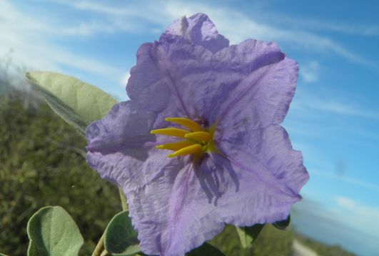 Image of Hinds' nightshade