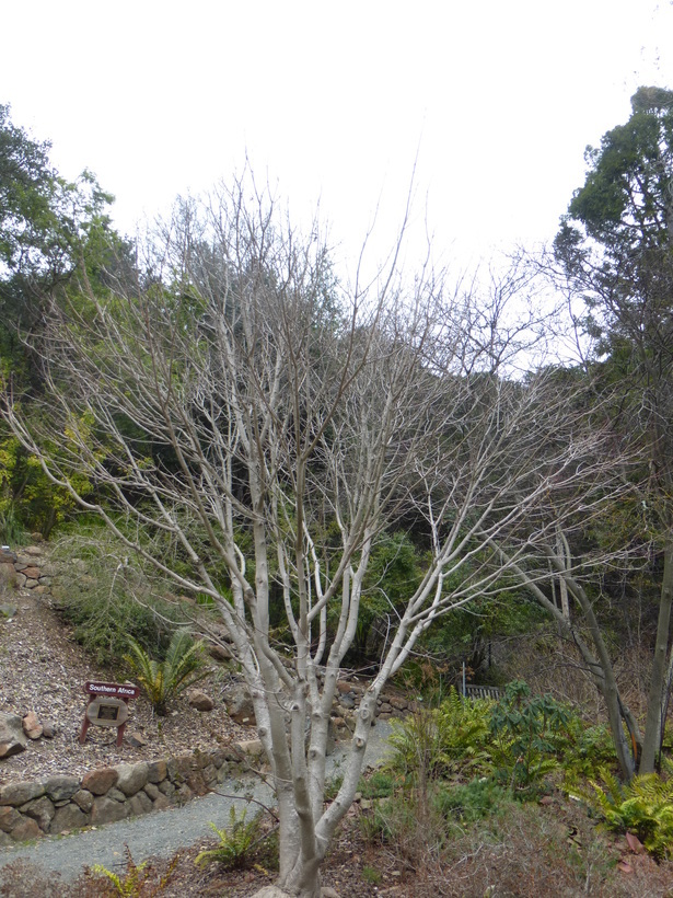 Image of Vine-leaved Maple