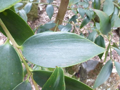 Image of Queensland Kauri Pine