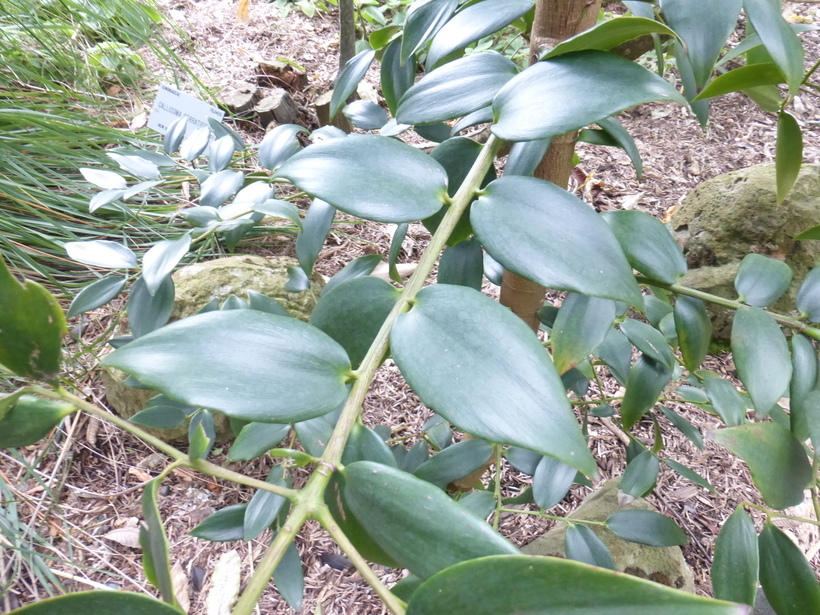 Image of Queensland Kauri Pine