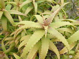 Aloe kedongensis Reynolds resmi