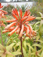 Aloe kedongensis Reynolds resmi