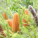 Image of heath-leaf banksia