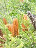 Image of heath-leaf banksia
