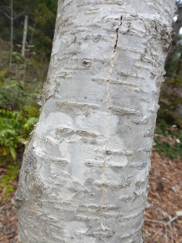 Betula ermanii Cham. resmi