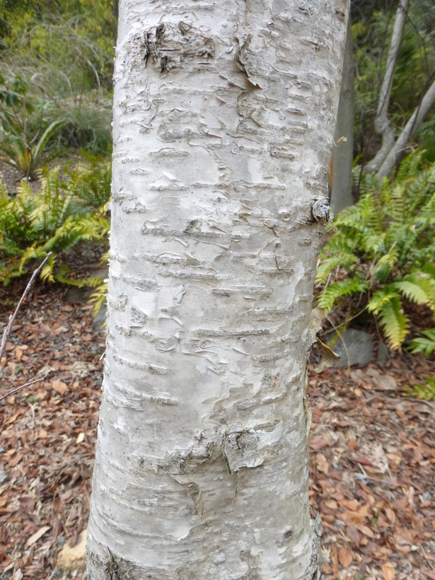 Image of Erman's Birch