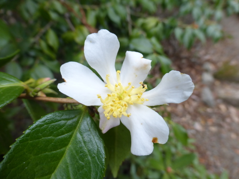 Image of Camellia grijsii Hance