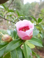 <i>Camellia pitardii</i> var. <i>yunnanica</i> resmi