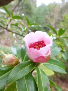 Image of <i>Camellia pitardii</i> var. <i>yunnanica</i>