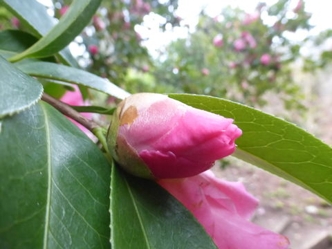 Camellia reticulata Lindl. resmi