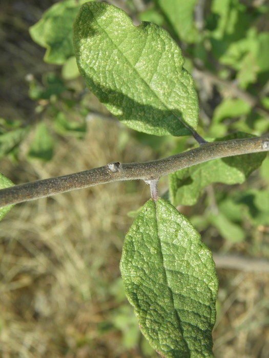 Image de Bourreria sonorae S. Wats