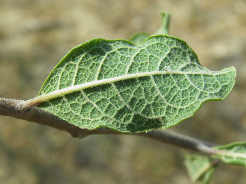 Image of Bourreria sonorae S. Wats