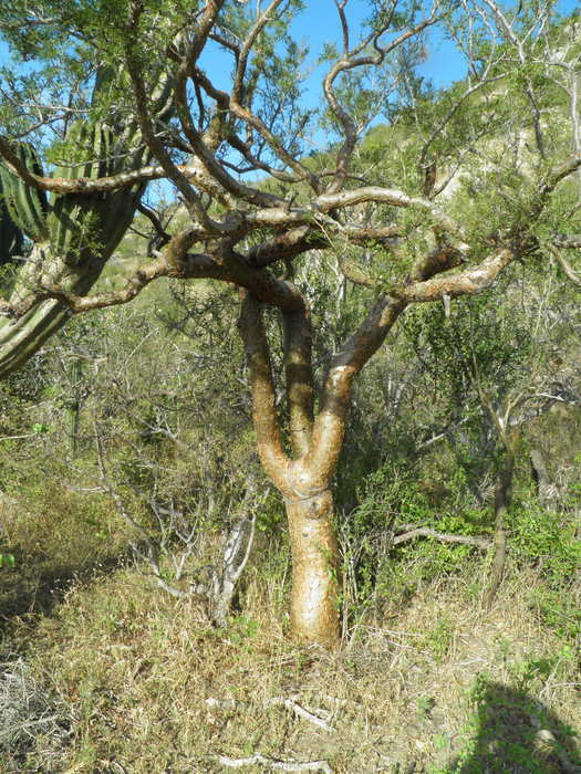 Image of elephant tree