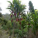 Image of Broad leaved Palm Lily