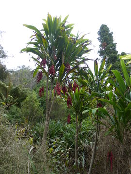 Imagem de Cordyline petiolaris (Domin) Pedley