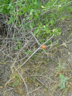 Image de Peniocereus striatus (Brandegee) Buxb.