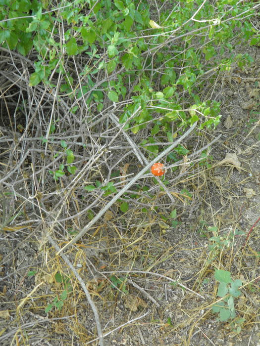 Image de Peniocereus striatus (Brandegee) Buxb.