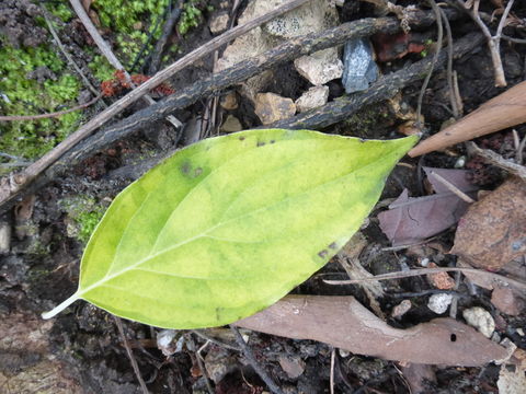 Image de Cornus wilsoniana Wangerin