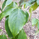 Image of Cornus wilsoniana Wangerin