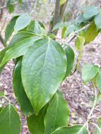 Image of Cornus wilsoniana Wangerin