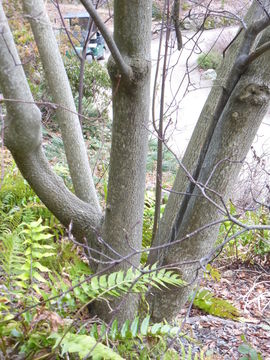 Image of giant dogwood