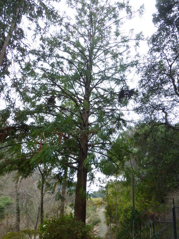 Image of Formosan China fir