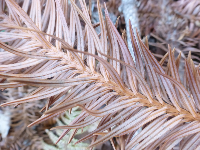 Image of Formosan China fir