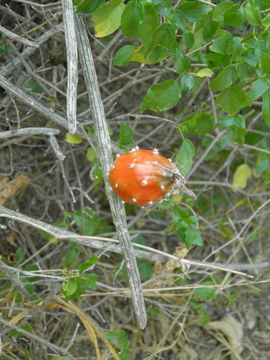 Peniocereus striatus (Brandegee) Buxb. resmi