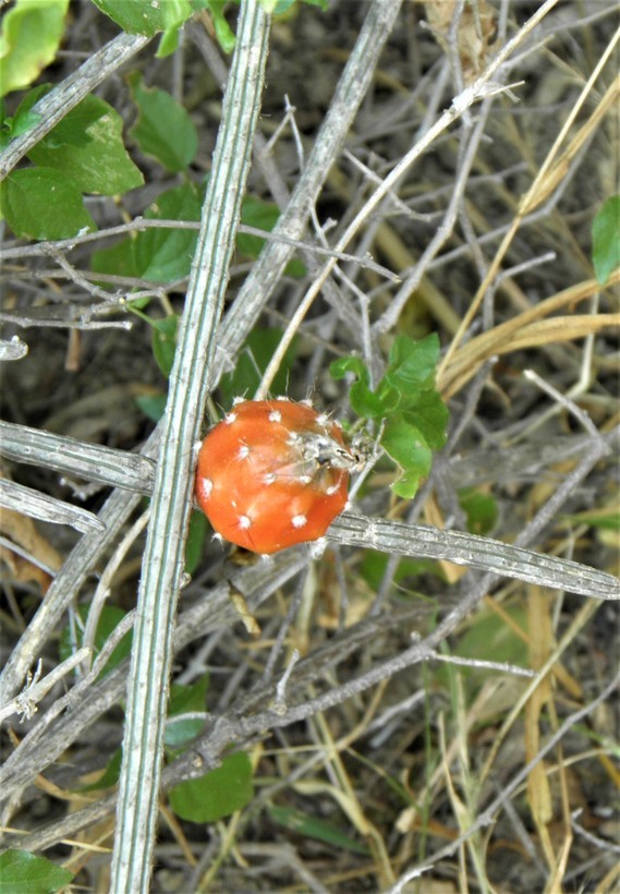 Image de Peniocereus striatus (Brandegee) Buxb.