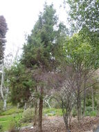 Image of Chinese Cypress