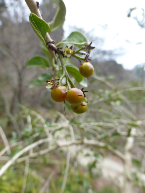 Image of Puzzle bush