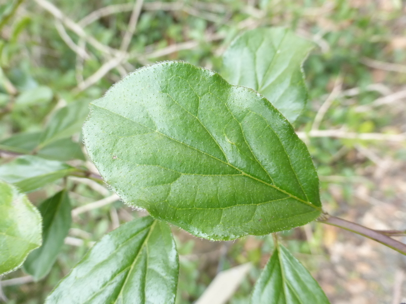 Image of Puzzle bush