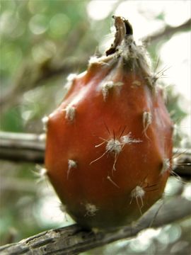 Image de Peniocereus striatus (Brandegee) Buxb.