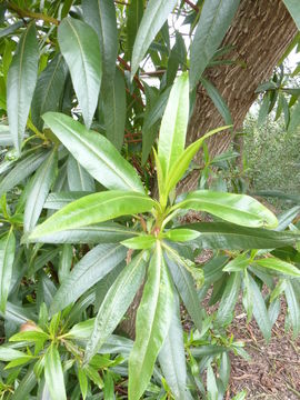 Image of Escallonia herrerae Mattf.