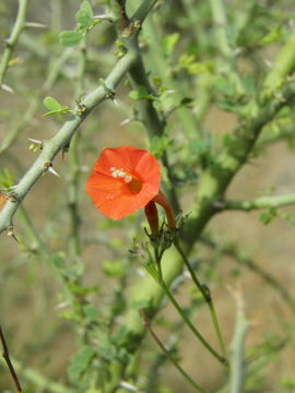 Слика од Ipomoea cristulata Hall. fil.