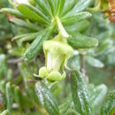 Escallonia myrtilloides L. fil.的圖片