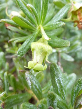 Image of Escallonia myrtilloides L. fil.