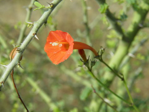 Слика од Ipomoea cristulata Hall. fil.