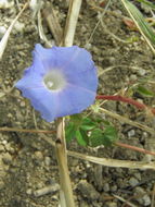 Image of Ivyleaf morning-glory