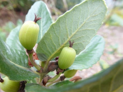 Слика од Eucryphia cordifolia Cav.