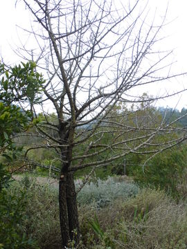 Image de <i>Pyrus amygdaliformis</i>