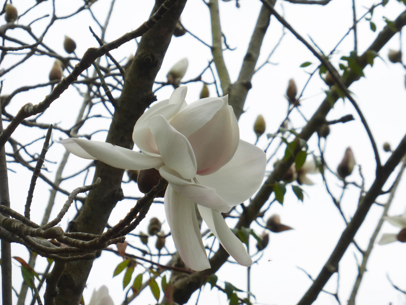 Image of Campbell's Magnolia