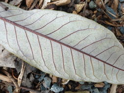 Image of Magnolia chevalieri (Dandy) V. S. Kumar