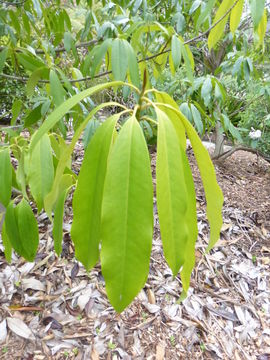 Image of Magnolia chevalieri (Dandy) V. S. Kumar