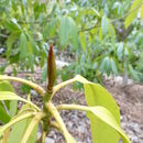 Image de Magnolia chevalieri (Dandy) V. S. Kumar