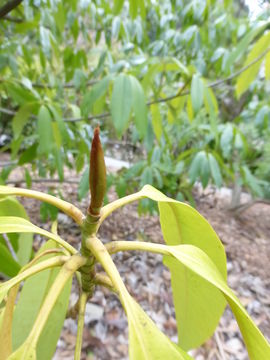 Image of Magnolia chevalieri (Dandy) V. S. Kumar