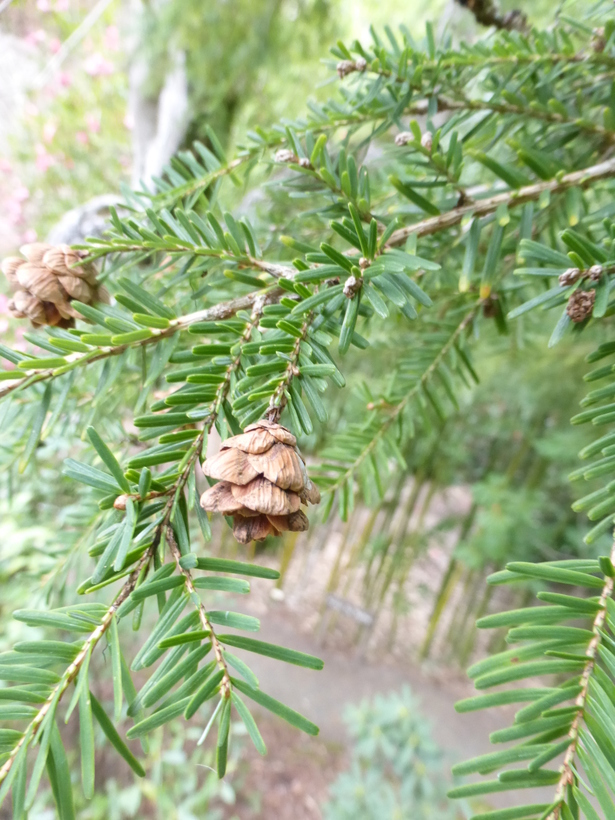 Image of Chinese Hemlock