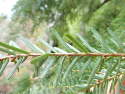 Image of Chinese Hemlock