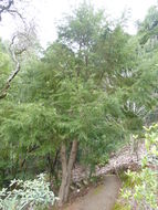 Image of Chinese Hemlock