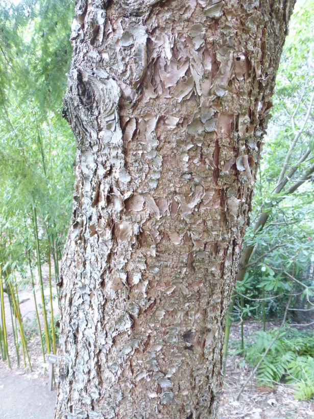 Imagem de Tsuga chinensis (Franch.) E. Pritz.